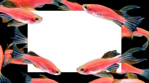Creative layout made of Many orange zebra fish with paper blank card note.To 写真素材