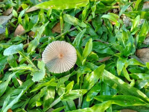 Creative layout made of a mushroom. flat lay .nature concept Stock Photos