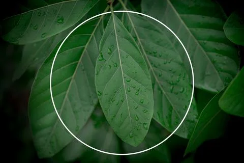 Creative layout made of natural green leaves with white circle frame . Flat.. 写真素材