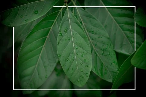 Creative layout made of natural green leaves with white rectangle frame . F.. 写真素材