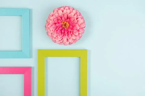 Creative layout made of one flower and bright colored frames. Flat lay Top vi Stock Photos
