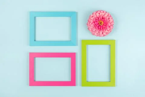 Creative layout made of one flower and bright colored frames. Flat lay Top vi Foto stock