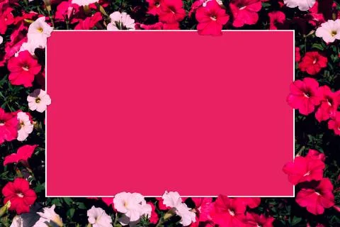 Creative layout made of pink and white flowers with paper card note. Stock Photos