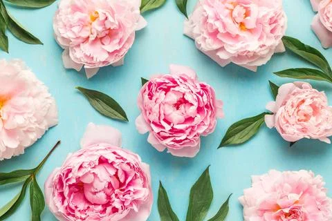 Creative layout made with pink peony flowers on blue background. Flat lay. .. Stock Photos