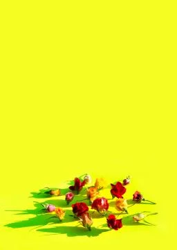 Creative layout made with pink, red and yellow roses flowers on yellow green Stock Photos