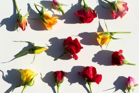 Creative layout made with pink, red and yellow roses flowers on white background 스톡 사진