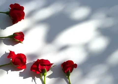 Creative layout made with red roses flowers on white background. Summer minimal Stock Photos