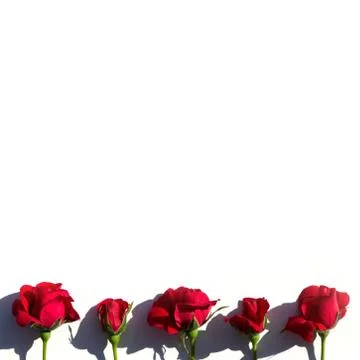 Creative layout made with red roses flowers on white background. Summer minimal Stock Photos