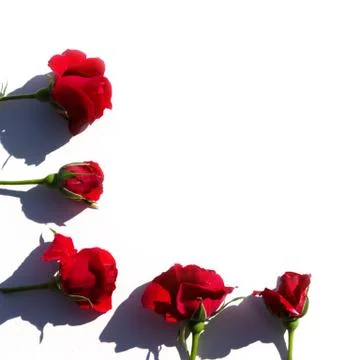 Creative layout made with red roses flowers on white background. Summer minimal Stock Photos