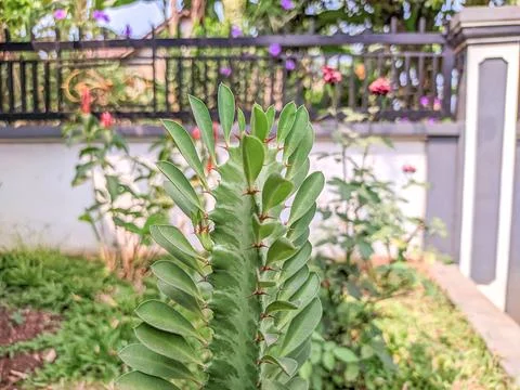 Creative layout made of small green leaves and unique stems. Lay flat. Natu.. Stock Photos