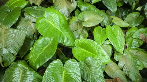 Creative layout made of tropical and palm and jungle leaves, top view, close up Video stock 119640745