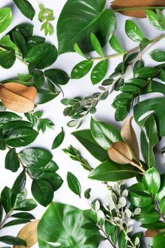 Creative layout made of tropical green leaves. Flat lay. Top view. Summer or Stock Photos