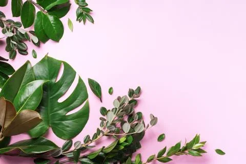 Creative layout made of tropical green leaves on pink background. Flat lay. Top Foto stock