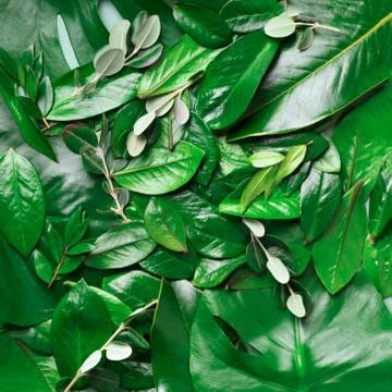 Creative layout made of tropical green leaves. Flat lay. Top view. Summer or Stock Photos