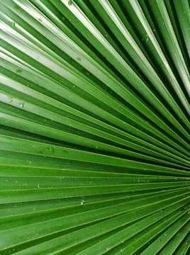 Creative layout made of tropical leaf. Flat lay. Nature concept Stock Photos