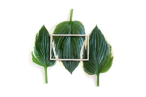 Creative layout made of tropical leaves with metal card note Stock-Fotos
