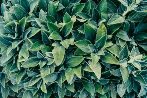 Creative layout made of velvet texture green leaves foliage. Flat lay. Nature Stock Photos