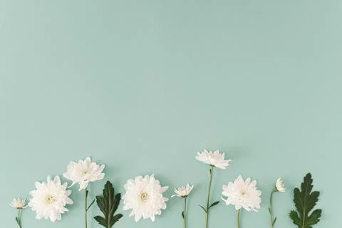 Creative layout made with  white flowers on the soft blue background. Stock Photos