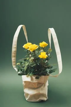 Creative layout made of yellow roses in eco bag on pastel green background. M Stock Photos