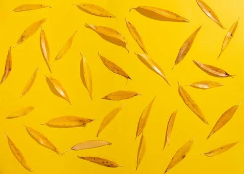 Creative layout pattern from made of dry autumn willow leaves on yellow backg Stockfoto's
