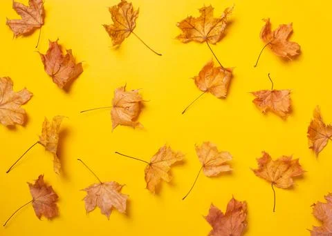 Creative layout pattern from made of dry autumn maple leaves on yellow backgr Stock Photos