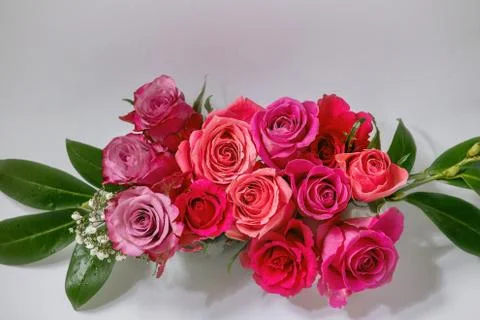 Creative layout roses flowers Stock Photos