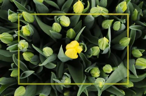 Creative layout of unopened tulip flowers and neon frame. Yellow color concep Stock Photos