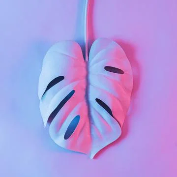 Creative leaf of monstera plant is white in neon color. Stock Photos