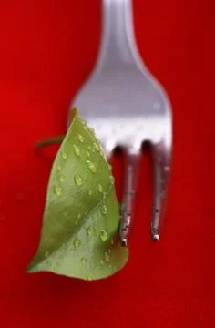 Creative leaf Stock Photos