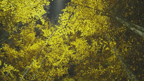 Creative lighting of a Forest landscape using a drone Vídeo Stock 143063086