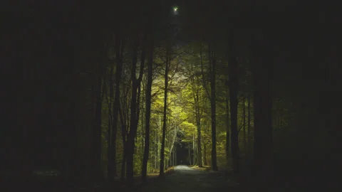 Creative lighting of a Forest landscape using a drone Видео 143063628