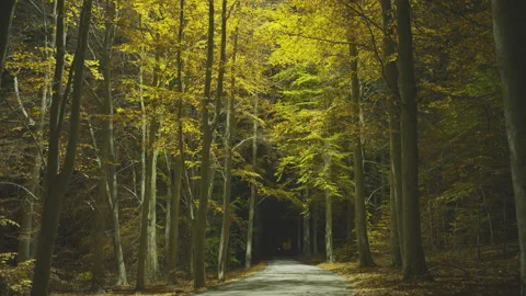 Creative lighting of a Forest landscape using a drone Видео 143063979