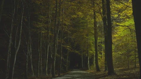 Creative lighting of a Forest landscape using a drone Видео 143064264