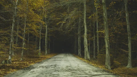 Creative lighting of a Forest landscape using a drone Vídeo Stock 143064565