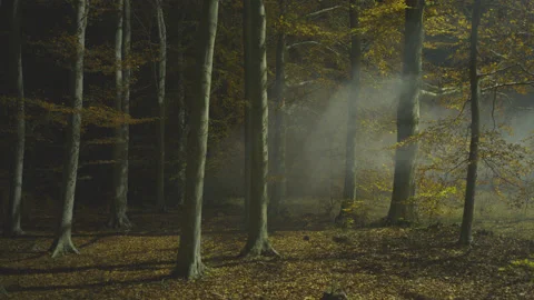Creative lighting of a Forest landscape using a drone Видео 143065019