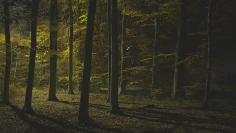 Creative lighting of a Forest landscape using a drone Видео 143065366