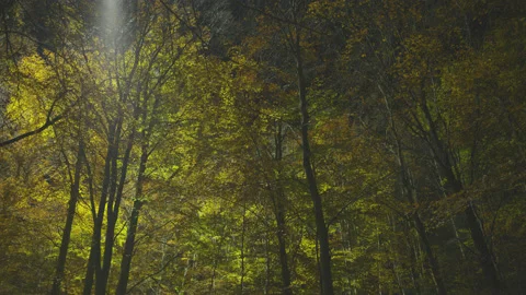 Creative lighting of a Forest landscape using a drone Видео 143065872