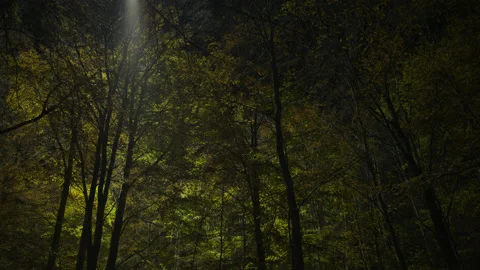 Creative lighting of a Forest landscape using a drone Видео 143066267