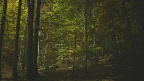 Creative lighting of a Forest landscape using a drone Видео 143066781