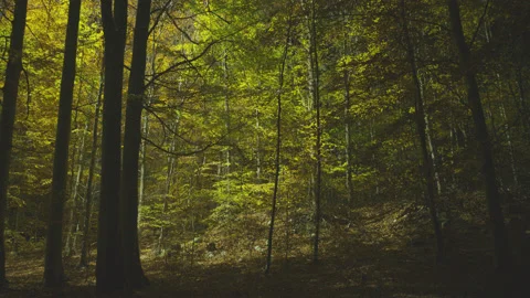 Creative lighting of a Forest landscape using a drone Vídeo Stock 143067272