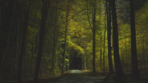 Creative lighting of a Forest landscape using a drone Видео 143067517