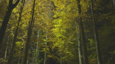 Creative lighting of a Forest landscape using a drone Видео 143067805