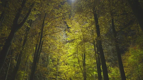 Creative lighting of a Forest landscape using a drone Видео 143068300