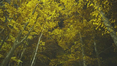 Creative lighting of a Forest landscape using a drone Видео 143068817