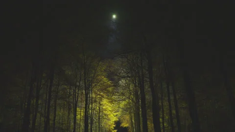 Creative lighting of a Forest landscape using a drone Видео 143069044