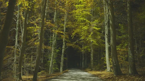 Creative lighting of a Forest landscape using a drone Видео 143069300