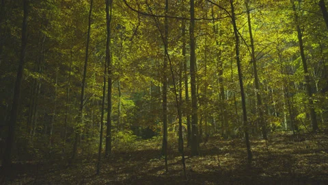 Creative lighting of a Forest landscape using a drone Видео 143069714