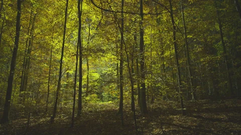 Creative lighting of a Forest landscape using a drone Видео 143070121