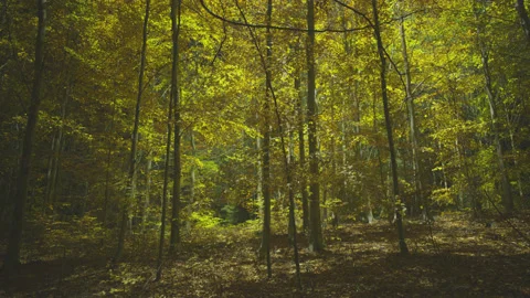 Creative lighting of a Forest landscape using a drone Видео 143070300