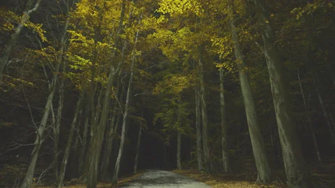 Creative lighting of a Forest landscape using a drone Видео 143070450
